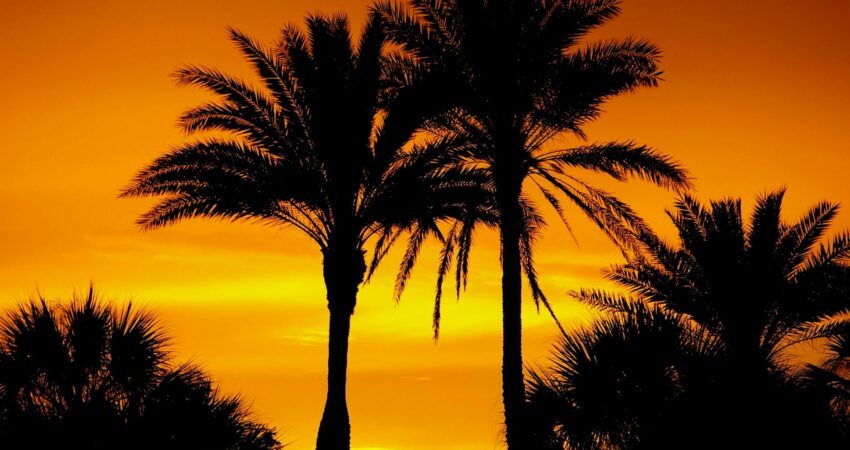 silhouette photo of palm trees