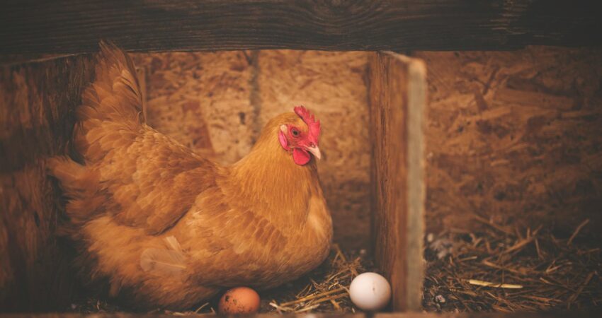 brown hen near white egg on nest