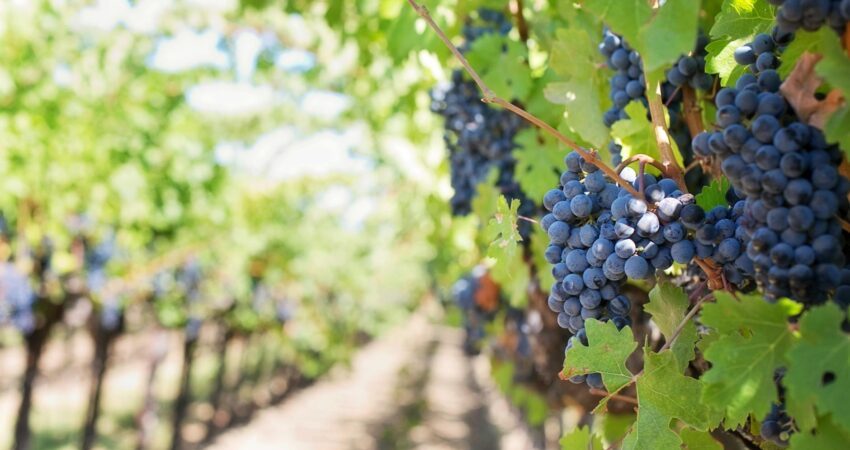 grapes on vineyard during daytime