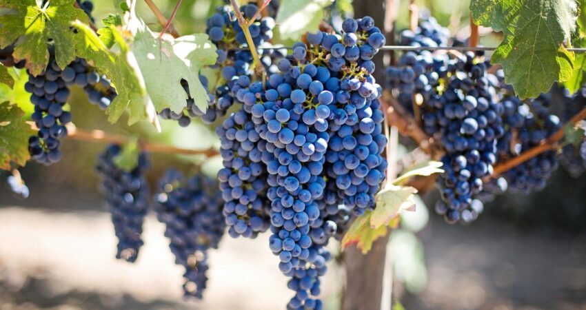 Digital-Transformation-California-Winery