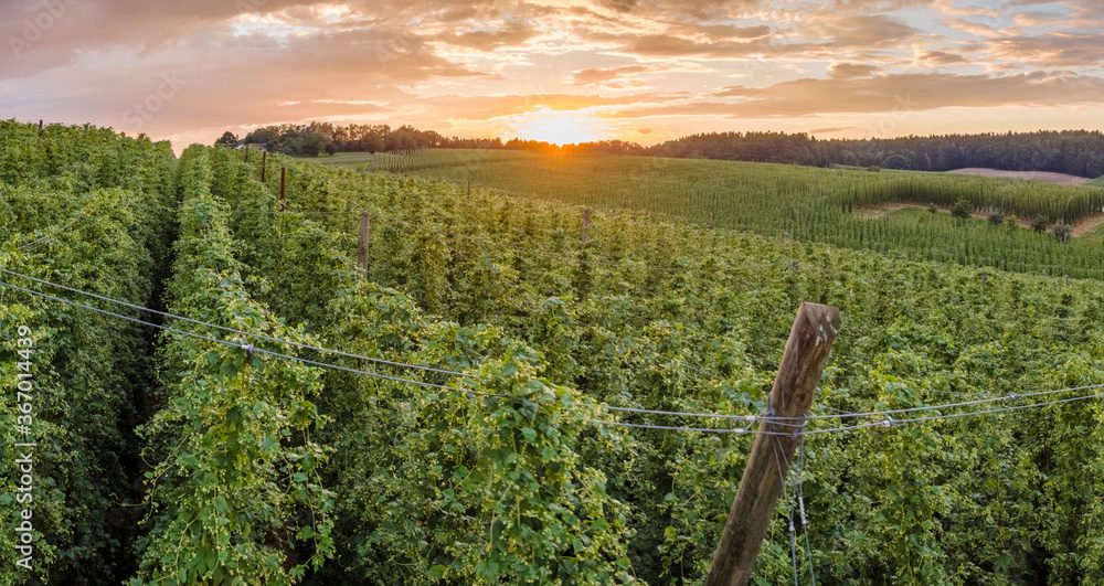 Bavarian sunset hop garden view from top